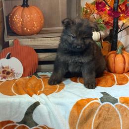 Light Blue collar - Sable male German Shepherd puppy in Phenix City, Alabama from Black Rose Shepherds