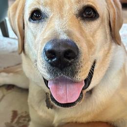 Labrador Retriever Puppies from BAK Forty Ranch