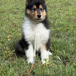 Collie Puppies from Edenmore collies