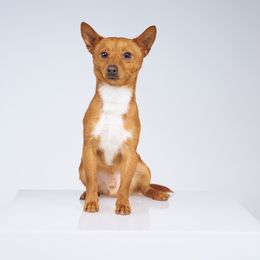 Louis - Portuguese Podengo Pequeno