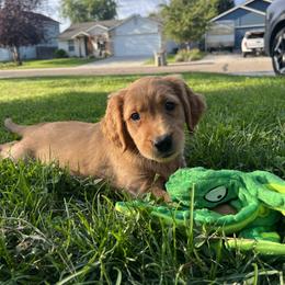 Golden Retriever Puppies from Mountain Reign Golden Retrievers