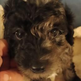 Rover - Merle male Cavapoo puppy in East Providence, Rhode Island from Marta's Cavaliers