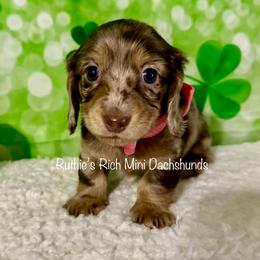 Girl two - Chocolate and cream female Dachshund puppy in Lakeland, Florida from Ruthie’s Rich Mini Dachshunds