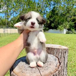 Cookie - Red and white male American Corgi puppy in Florida from Sunrise Corgis