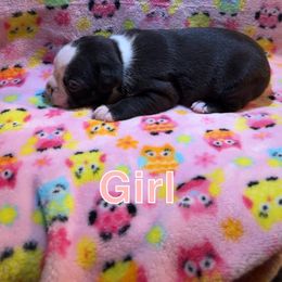 Baby Girl A - Black and white female Boston Terrier puppy in Pine Prairie, Louisiana from Candi's Boston Terriers