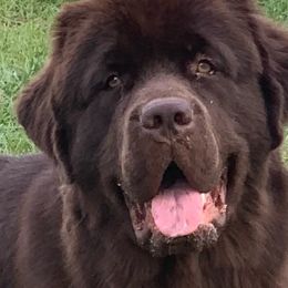 Lola - Newfoundland