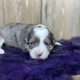 Mocha - Blue merle female Bernedoodle puppy in El Campo, Texas from Little Fur Friends Bernedoodles