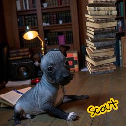 Scout - Black and tan male American Hairless Terrier puppy in Buckingham, Illinois from Gaus Hof