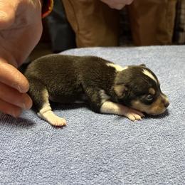 Cody - Black white and tan male Rat Terrier puppy in Gonzales, Texas from Sunshine Deckers