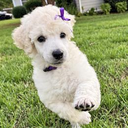 (Daley) Purple Collar Female - White female Poodle puppy in Screven, Georgia from Dreamland Standard Poodles