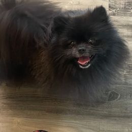 Rebel 😎 - Pomeranian