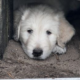 Goldendoodle Puppies from Bianca Bleu Goldendoodles