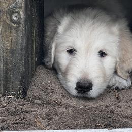 Goldendoodle Puppies from Bianca Bleu Goldendoodles