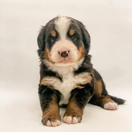 Johnny Cash - Black rust and white male Bernese Mountain Dog puppy in Hudson, Indiana from TurkeyCreek-K9