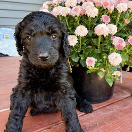 Grey - Silver male Poodle puppy in Camdenton, Missouri from Silver Lining Poodles