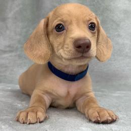 Male 2 - Cream male Dachshund puppy in Birmingham, Alabama from LongBottomDachshunds