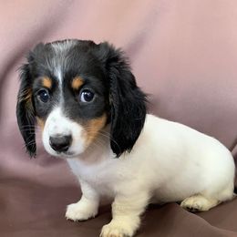 Dachshunds from Rustic Star Mini Dachshunds