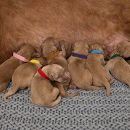 Male Pick 1 - Golden male Golden Retriever puppy in Sedro Woolley, Washington from Washington Lakeside Goldens