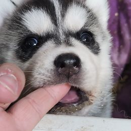 Siberian Husky Puppies from Spirit of the Moon Siberians