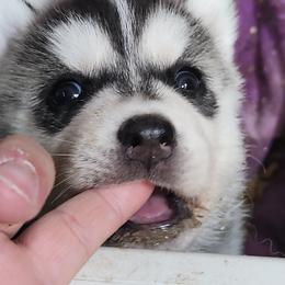 Siberian Husky Puppies from Spirit of the Moon Siberians