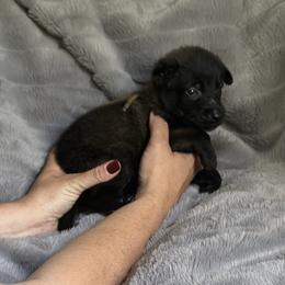 Nyx - Fawn sable female Belgian Malinois puppy in Chino, California from BlueStone K9