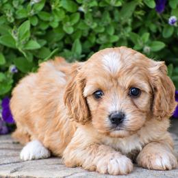 Crystal - Red female Cavapoo puppy in Gap, Pennsylvania from Country View Puppies ( License 18816)