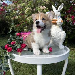 Girl 3 - female Pembroke Welsh Corgi puppy in Delray Beach, Florida from Holly's Pembroke Welsh Corgis