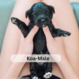 Koa - Black male Goldendoodle puppy in Punta Gorda, Florida from Transformation Acres Goldendoodle