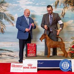 Ozzy - Irish Terrier