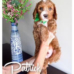 Patrick - Red male Bernedoodle puppy in South Jordan, Utah from Wonderful World Doodles