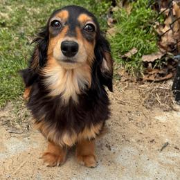 Tiny girl - Black and tan female Dachshund puppy in Steele, Alabama from Taylored Dachshunds