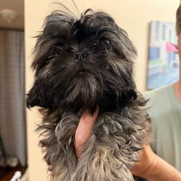 Boy 1 - Brindle male Shih Tzu puppy in Milford, Delaware from Spunky Shih-Tzus Delaware (Spunky Shih-Tzus)