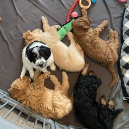Goldendoodle Puppies from BB Doodles