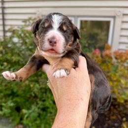 Rusty - Brown and white male Bernedoodle puppy in Midland, Michigan from Northern Charm Farm