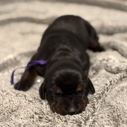 Girl 7 - Black and rust female Doberman Pinscher puppy in Lake City, Florida from Paintedcrazy Doberman Pinchers