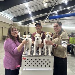 Parson Russell Terrier Puppies from spring canyon