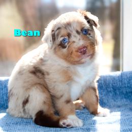 Bean - Red merle male Australian Shepherd puppy in Coldwater, Michigan from Northern Star Australian Shepherds