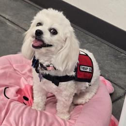 Gizmo - Maltipoo