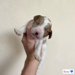 Krave - Parti male Goldendoodle puppy in Crothersville, Indiana from Wischmeier’s Doodles