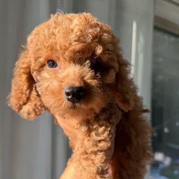 Sunny - Red  female Poodle puppy in Chattanooga, Tennessee from Joyfull Pals