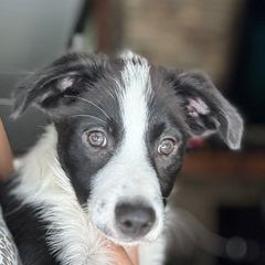 Groot - male Sporty Mix puppy in Huntingtown, Maryland from Riverside Collies-n-Critters