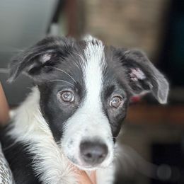 Groot - male Sporty Mix puppy in Huntingtown, Maryland from Riverside Collies-n-Critters