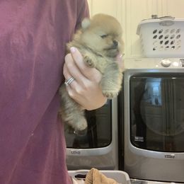 Pomeranian Puppies from Halo Poms