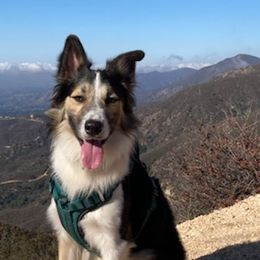 Border Collies from Rena’s Borders