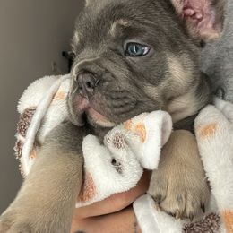 French Bulldog Puppies from Kehaulani Crittle
