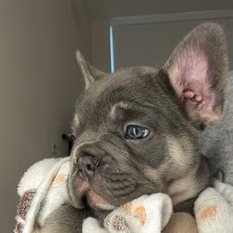 French Bulldog Puppies from Kehaulani Crittle