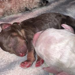 Boba - Phantom male Poodle puppy in Prosperity, Pennsylvania from Stelladoodles & Company