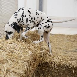 Jojo - Dalmatian