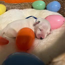 Boy 4 - White and black male Dalmatian puppy in Claremore, Oklahoma from Lotsofdots Dalmatians