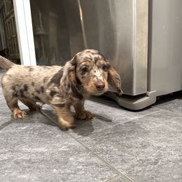 Dachshund Puppies from Dachshundly Perfect